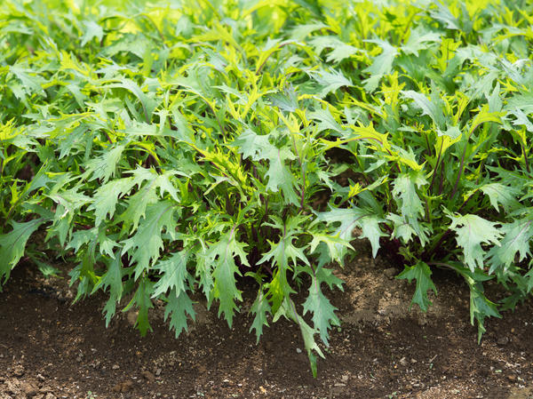 Как выглядит японская капуста и как ее выращивать?