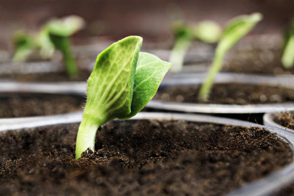 Как вырастить огурцы, кабачки и другие тыквенные из семян