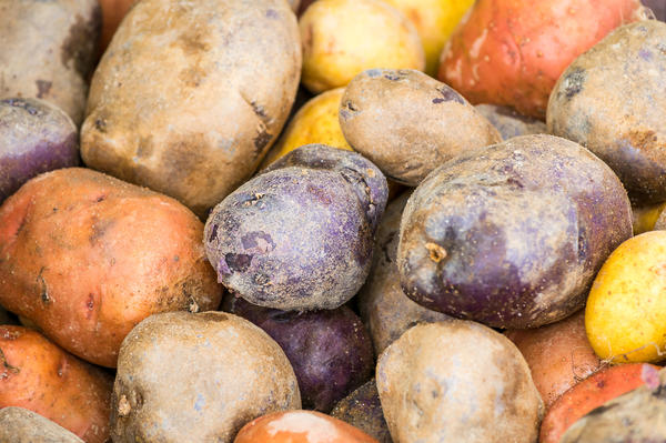 Как получить хороший урожай картофеля: метод Балабанова