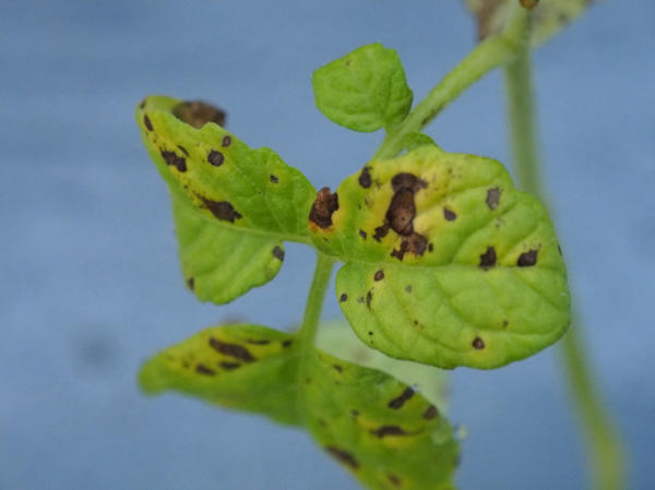 Бурые пятна на листьях томата - признаки фитофтороза