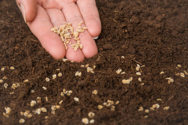 Йод можно использовать для обеззараживания семян перед посевом