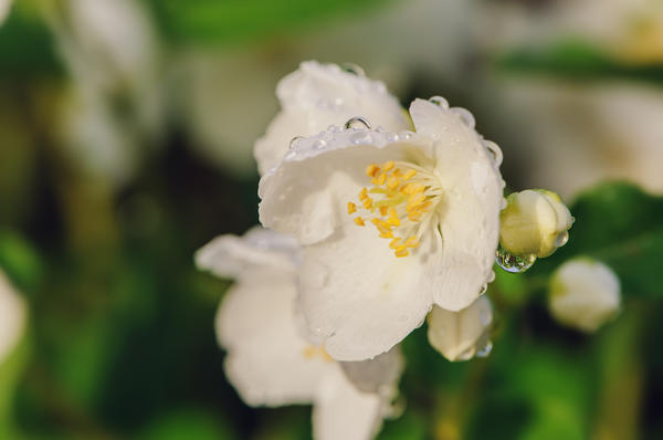 Цветок чубушника венечного