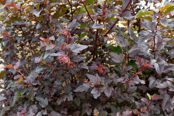 Пузыреплодник с темно-пурпурными листьями
