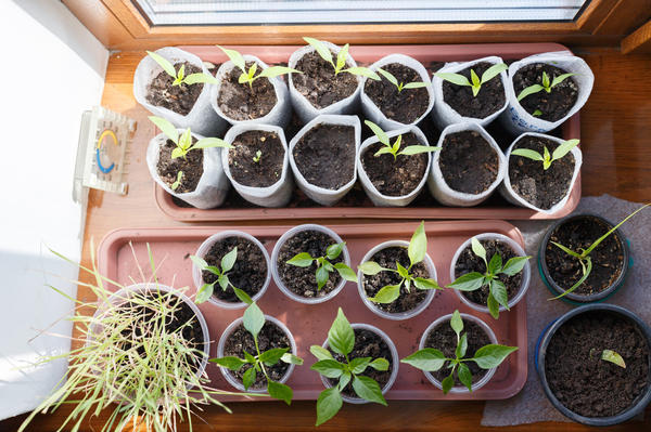 Альтернатива