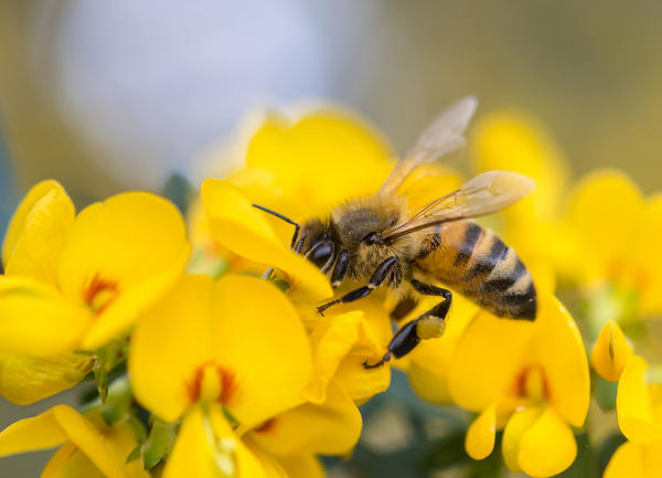 Пчелы - самые известные аллергенные насекомые