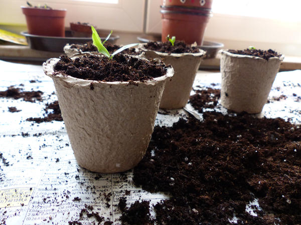 Если не доверяете покупным грунтам, почвенную смесь можно приготовить самостоятельно