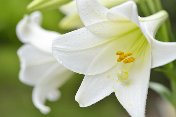 Длинноцветковые гибриды отличаются изысканной формой цветка, имеющего форму старинного граммофона