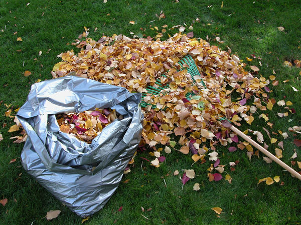 Из опавшей листвы можно приготовить прекрасный компост