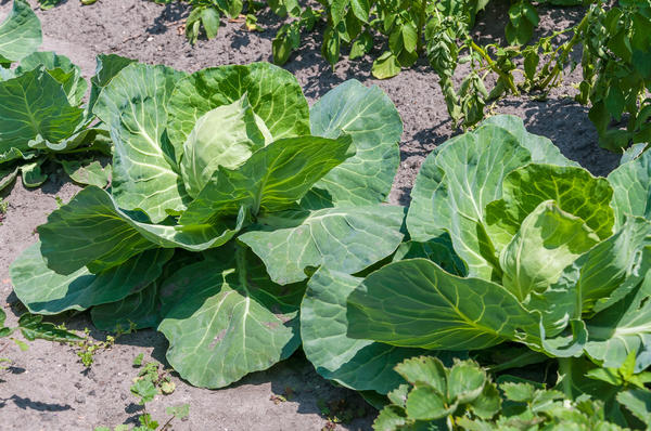 Как вырастить большой урожай капусты – от подготовки рассады до высадки в грунт и защиты от вредителей