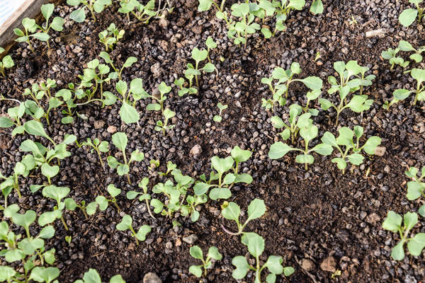 Как вырастить большой урожай капусты – от подготовки рассады до высадки в грунт и защиты от вредителей