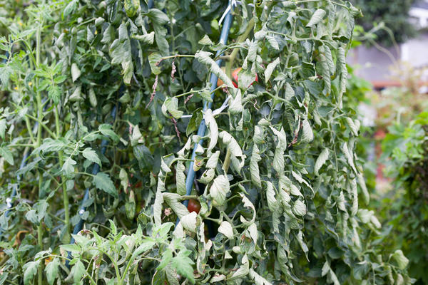 Жирование томатов - преобладание вегетативного развития над генеративным