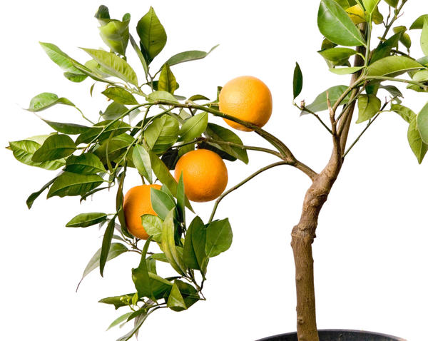 Апельсиновое деревце в горшке