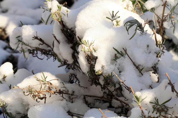 Некоторые сорта лаванды могут зимовать в открытом грунте