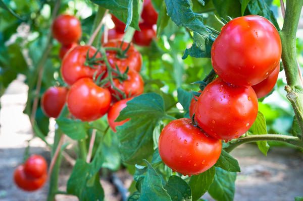 Вырастить томаты может каждый