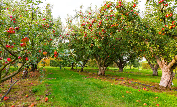 5 принципов эффективной подкормки плодовых деревьев