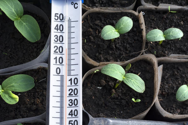 Семена огурца хорошо прорастают при температуре +25&amp;amp;amp;amp;deg;С