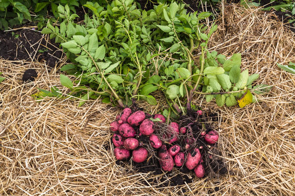 Урожайность при посадке картофеля под солому хорошая