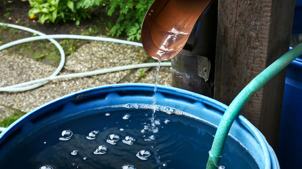 Для полива нужно использовать воду, которая отстоялась в бочках