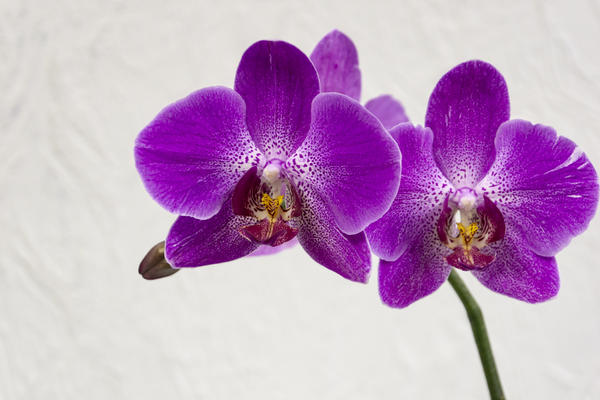 Соцветия орхидей похожи на сказочных бабочек