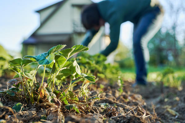 Уход за клубникой после сбора урожая: шесть условий отличного плодоношения
