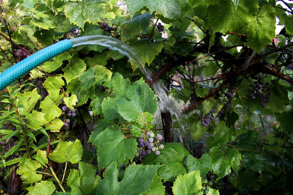 Полив винограда: сколько поливать, когда и как правильно