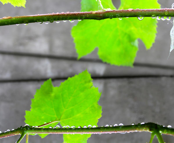 После сильного дождя южный виноград не нуждается в поливе минимум 2 недели