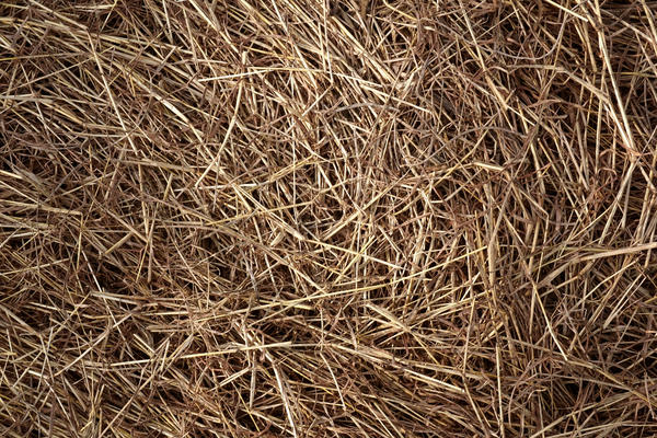 Из прелого сена без следов плесени можно получить сенную палочку в домашних условиях