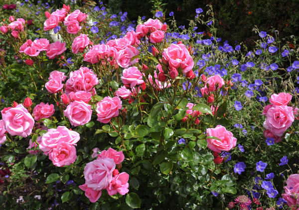 Компаньоны для роз: цветы, травы, хвойные. Фото