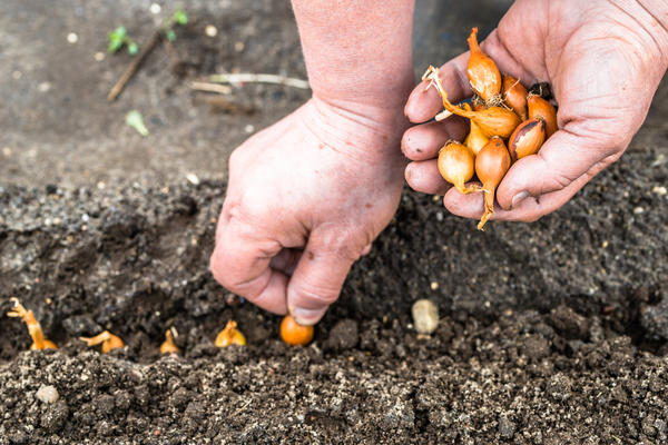 Морковь и лук на одной грядке: опыт выращивания