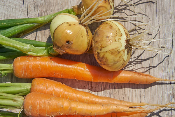 Лук и морковь - самые распространенные и дружественные культуры на наших дачах