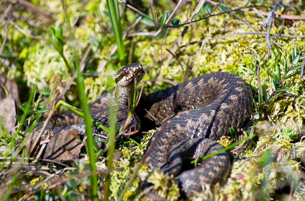 В местах произрастания сфагнума могут встретиться змеи