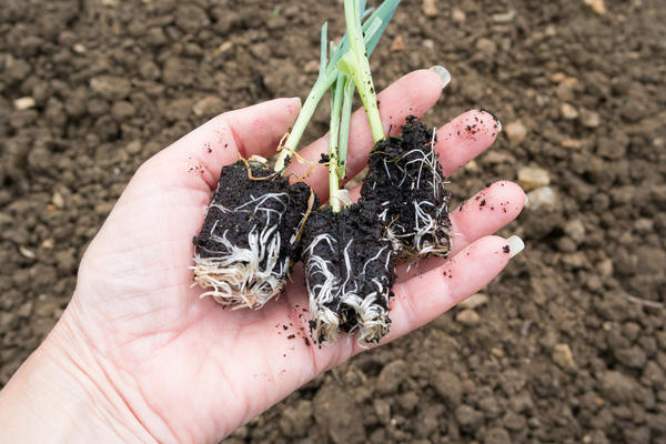 Хороший вариант - растить лук-порей и использовать края чесночной грядки для весенней посадки рассады этой культуры