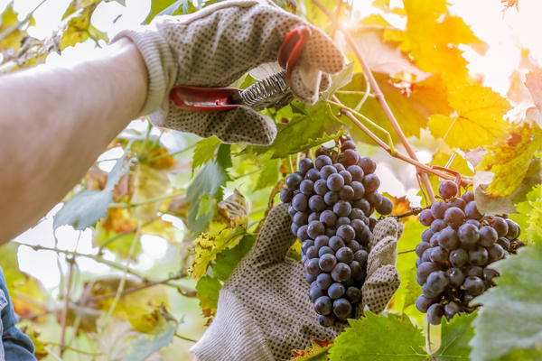 Схемы обрезки винограда по годам: с 1 по 5