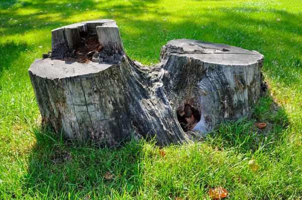 Уничтожение корней деревьев и кустов: лучшие средства и способы