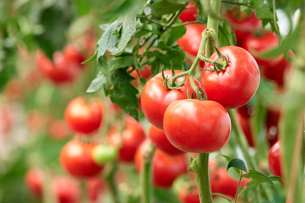 От типа томата (детерминантный или индетерминантный) зависит и место посадки, и особенности ухода за растениями