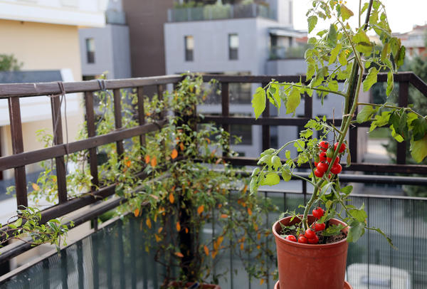 С наступлением тепла вы сможете вынести ваших зеленых питомцев на балкон или вывезти на дачу
