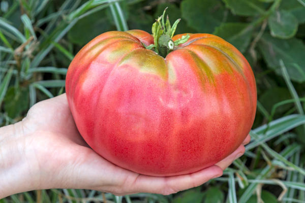 Гигантские плоды биф-томатов радуют душу многих огородников