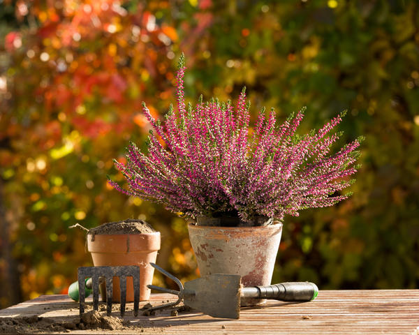 Вереск обыкновенный (Calluna vulgaris) предпочитает сильнокислые почвы