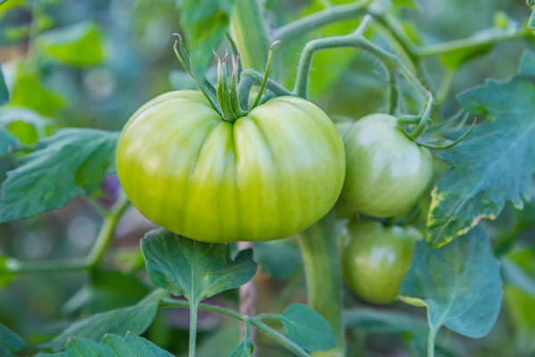 Правильный уход за биф-томатами обеспечит вам высокий урожай