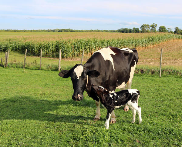Британские ученые заинтересовались общением коров со своими малышами