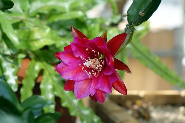 Цветок эпифиллума
