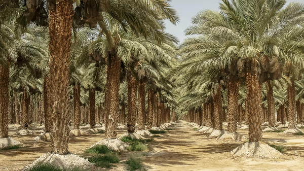 Современные плантации фиников в Израиле возле Мертвого моря