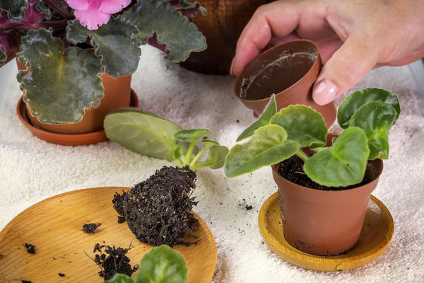 Как сделать дрожжевую подкормку для комнатных растений