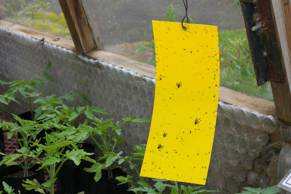 Используйте клеевые ловушки для отлова насекомых-вредителей в теплице
