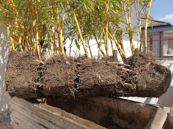 Размножают бамбуки ранней весной частями корневища