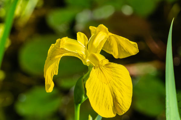 Ирис болотный (Iris pseudacorus)