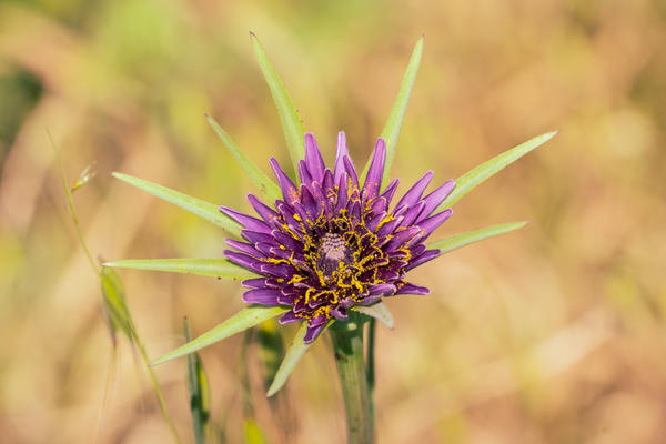 Козлобородник пореелистный (Tragopogon porrifolius)