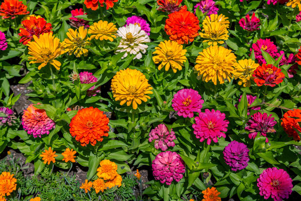 Низкорослые Цветы Цветущие Все Лето Фото