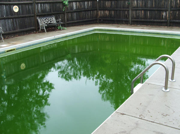 Зелень в бассейне радости не добавляет