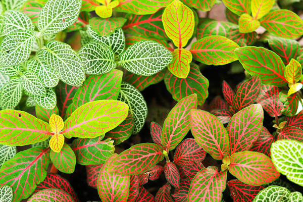 Сегодня цветоводы все чаще отдают предпочтение комнатным растениям с необычными листьями